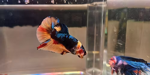 second anniversary open night sale instore and online auction!