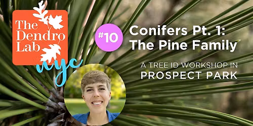 Conifers Identification, Part 1, in Prospect Park w\/Nicole Follmann