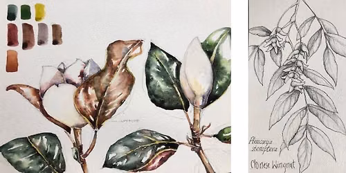 Botanical Illustration: Hoyt's Herbarium Collection Comes to Life
