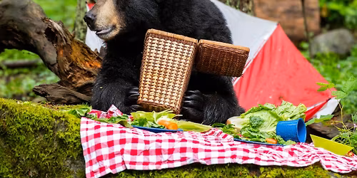 Bear Camp