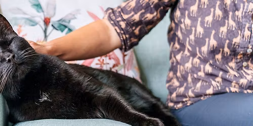Inverness and Nairn district Cats Protection pop up market