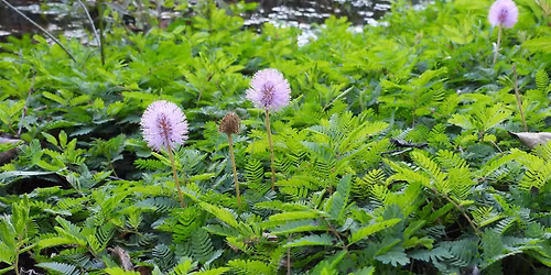 How to Spot and Stop Invasive Plants on Our Barrier Island
