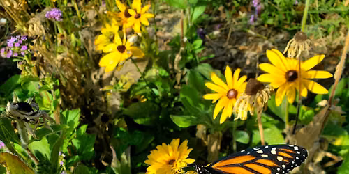 Monarch Butterfly Tagging
