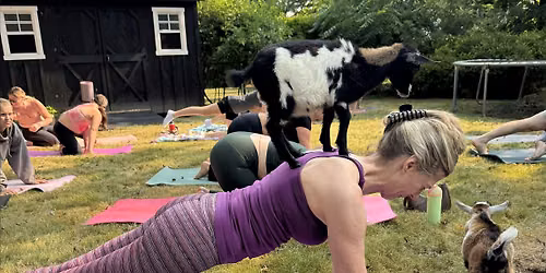 Goat Yoga in Williamsville