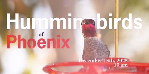 Hummingbirds of Phoenix