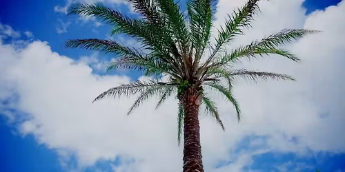 Jacksonville Dolphins Women's Basketball vs. Lipscomb Bisons