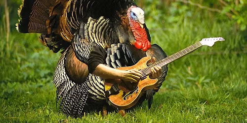 Thankgiving Eve Live Music Bing w\/ Achilles' Heart