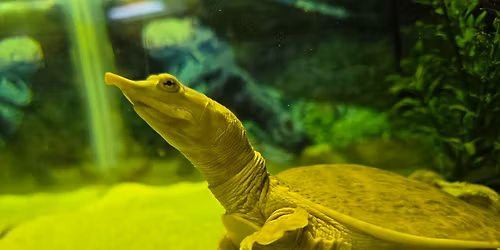 MOTHER NATURE & ME: TURTLE TIME