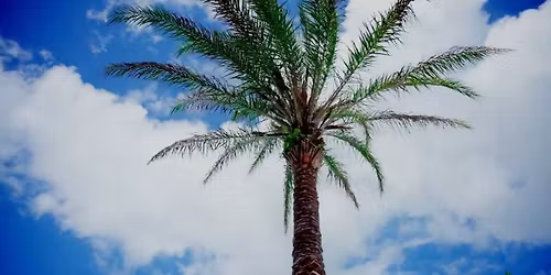 Jacksonville Dolphins Women's Basketball vs. Lipscomb Bisons