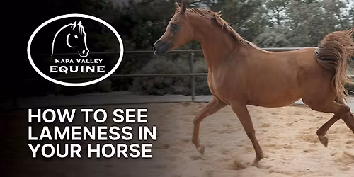 FREE Dinner Event: How to See Lameness in Your Horse