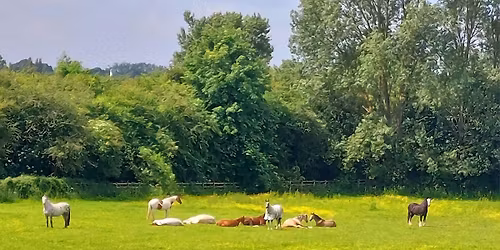 Parelli camp level 3\/4 with Rachael Shawyer -   