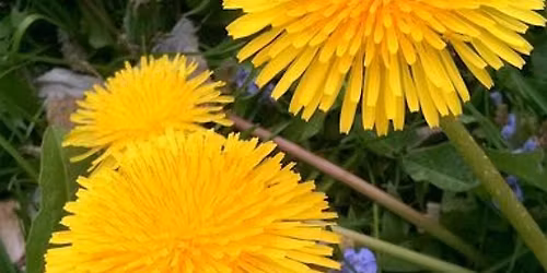 Dandelion Day: A hands-on foraging workshop