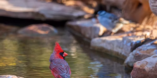 Birding Hike!