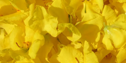 L\u00e9\u010div\u00e9 rostliny a ko\u0159en\u00ed