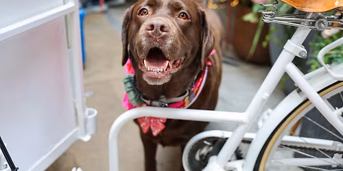 LABRADOR CAFE - DURHAM