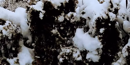 Christmas party at the Dog Park