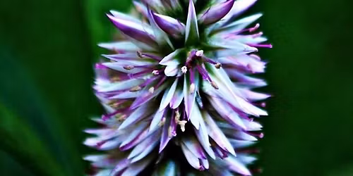 Book Launch THE LAST MONSOON BRIDE