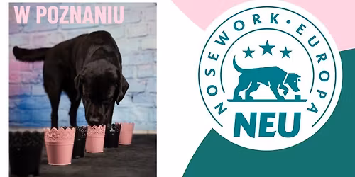 Testy Kwalifikacyjne Nosework Europa w Poznaniu