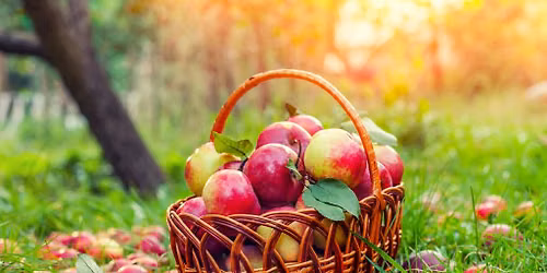 St. George Applefest Fall Festival + Apple Orchard Apple Picking