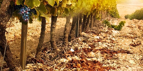 Syrah VS Shiraz!