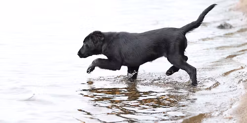 Uimakoulu ja riistaantutustuminen pennuille (PM-tukikoulutus)
