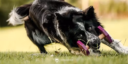 Treningowe zawody obedience - Dobrze\u0144 Ma\u0142y k.\/Opola