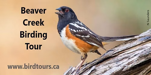 Beaver Creek Birding Tour