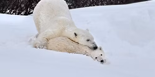 FREE - Wildlife Photography - CA & CO