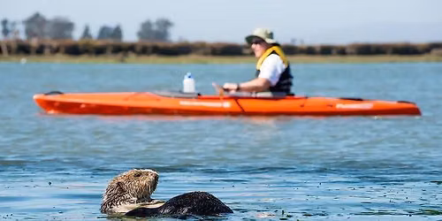 Kayak with the OTTERS!