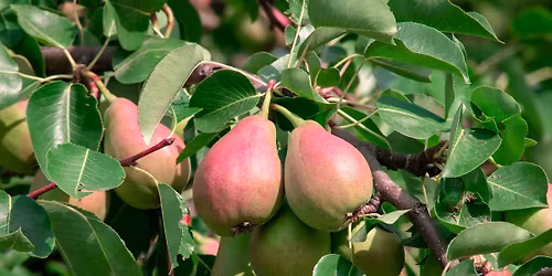 Starting an Orchard or Food Forest