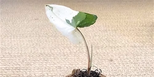The Art of Kokedama - a Kokedama workshop