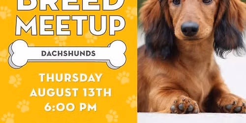 Breed Meetup: Dachshunds