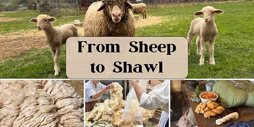 From Sheep to Shawl