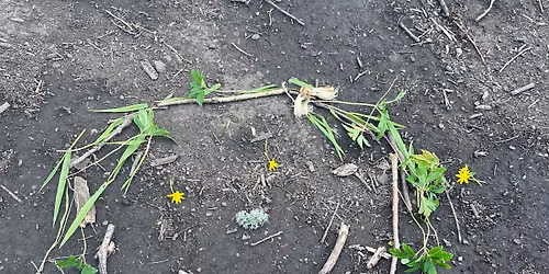 Forest School Family Fun (during the school holidays)