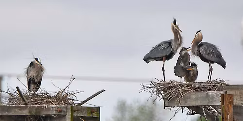 Lake Renwick Photography Bird Hike