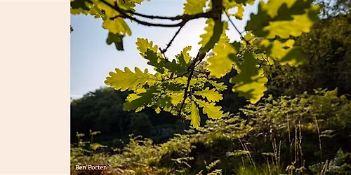 Seasons of Connection \u2013 Nature, Community & Wellbeing: ID the trees