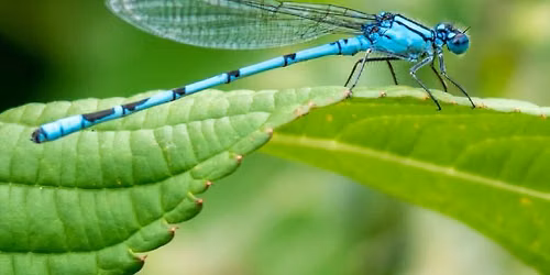 Guided Walk: Dancing Damselflies of Castle Fraser