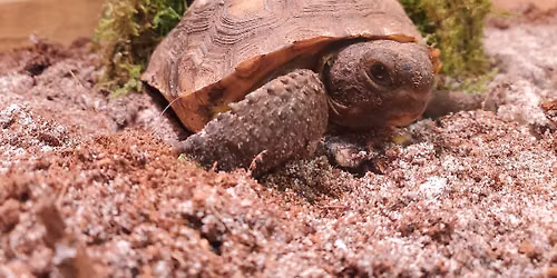 Herp, Herp, Hooray!