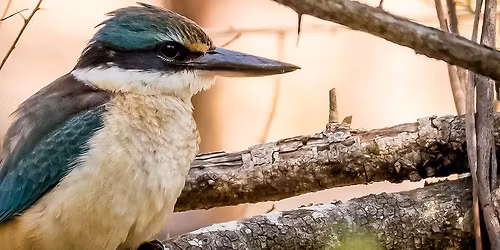 Breakfast with the Birds