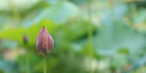 GROUNDING GONGS + TIBETAN BOWLS + FLUTE: ROOT CHAKRA