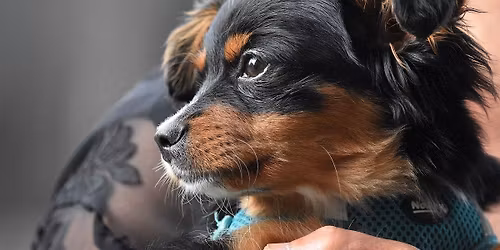 Emoties bij Honden - Van Kennis naar Toepassing