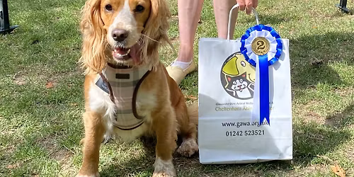 Fun Dog Show at Cheltenham Food and Drink Festival