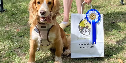 Fun Dog Show at Cheltenham Food and Drink Festival