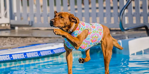 DockDogs\u00ae at Woofstock XII |  TWI Frankfort |  Wild Card Double Header!