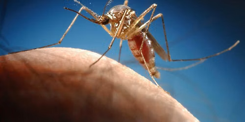 Mosquito Bite Prevention Workshop