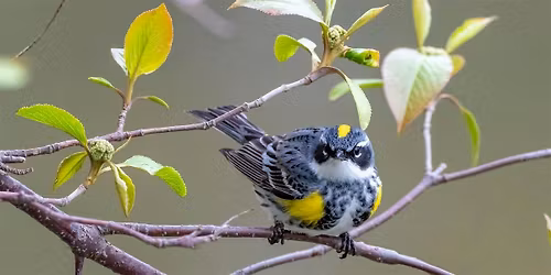 Bird Migration Workshop