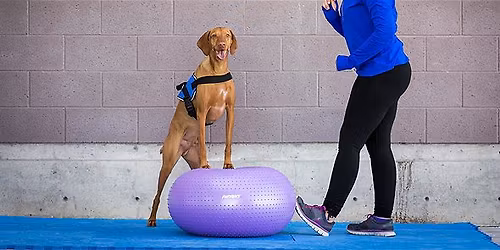 K9 CONDITIONING WORKSHOP