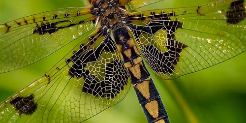 Macroinvertebrate Photography with Frank Beres