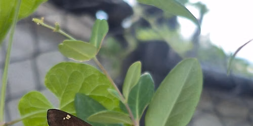 Buterflies, Moths, and the Plants They Need