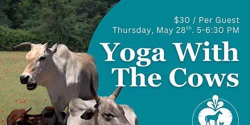 Yoga with the Cows \ud83d\udc04